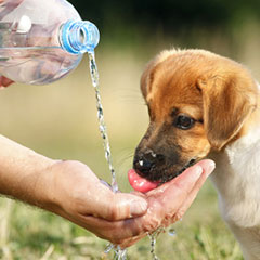 Perro bebiendo agua